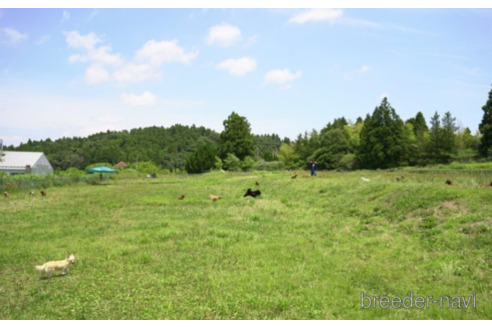 成約済の東京都のチワワ(ロングコート)-226450の2枚目
